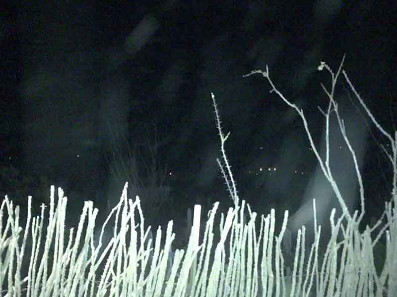 Night photo of a graveyard with a mysterious plasma-like phenomenon visible. In the foreground, pale ocotillo stems form a silhouette against a dark background. Above the ocotillo, a large, wispy, white shape resembling smoke or a plasma is visible, stretching across much of the image. Small points of light, possibly stars or orbs, can be seen in the background.