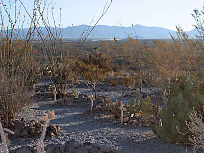 Desert landscape with sparse vegetation, including ocotillo stems and prickly pear cacti in the foreground. Rocky, arid terrain stretches to distant mountains on the horizon under a pale blue sky.